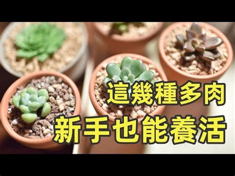 容易養的植物|新手必備：7種開花植物